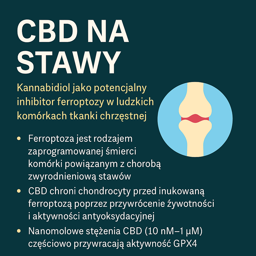 Kannabidiol jako potencjalny inhibitor ferroptozy w ludzkich komórkach tkanki chrząstnej