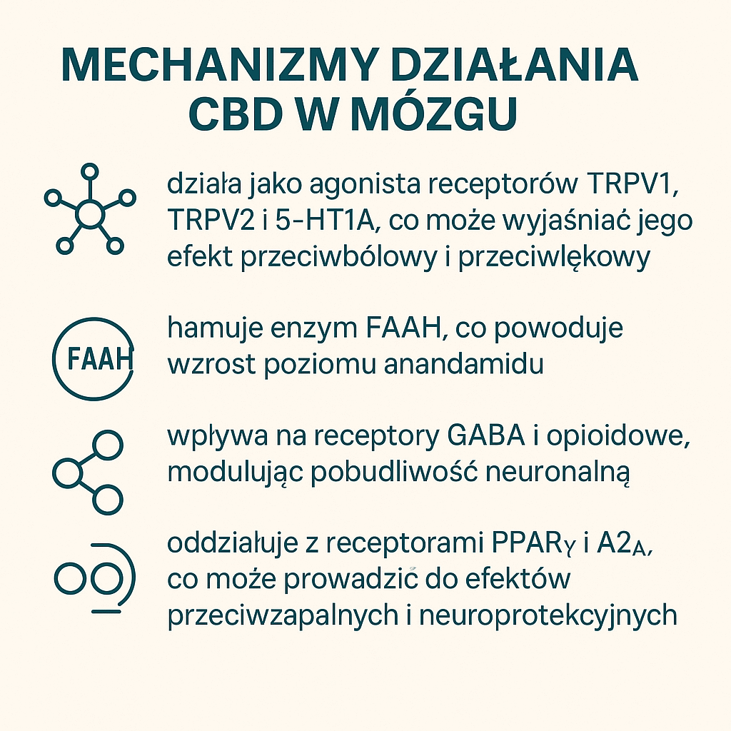Wpływ CBD na funkcjonowanie ludzkiego mózgu