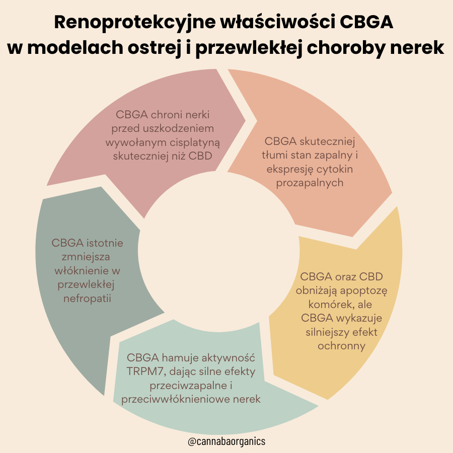 CBGA łagodzi stany zapalne i włóknienie w nefropatii